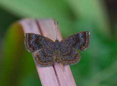 Calephelis braziliensis