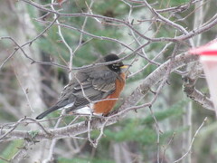Turdus migratorius image