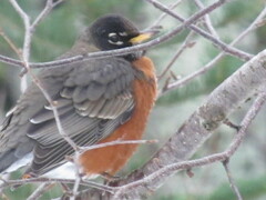 Turdus migratorius image