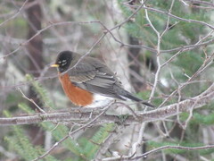 Turdus migratorius image