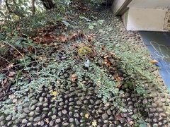 Cotoneaster hjelmqvistii