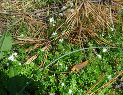 Galium saxatile