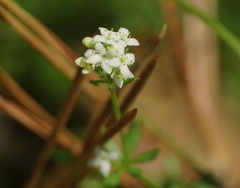 Galium saxatile