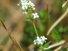 Galium saxatile