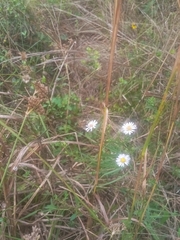 Erigeron vernus