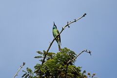 Merops viridis