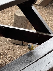 Phrygilus patagonicus