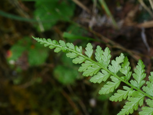 Athyrium strigillosum, photograph 2