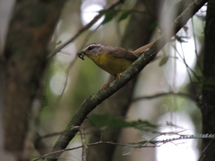 Basileuterus culicivorus