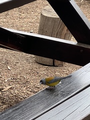 Phrygilus patagonicus