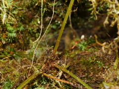 Athyrium strigillosum