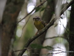 Basileuterus culicivorus