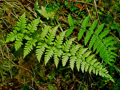 Athyrium strigillosum iNat (3)