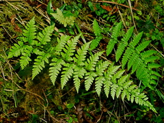 Athyrium strigillosum, photograph (c) Jacy Chen, some rights reserved (CC BY)