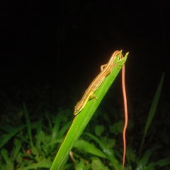 Takydromus sexlineatus