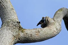 Gracula religiosa