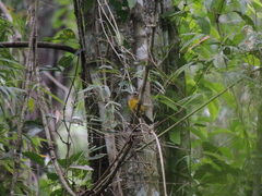 Basileuterus culicivorus