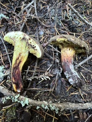 Xerocomellus diffractus