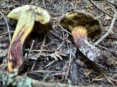 Xerocomellus diffractus