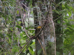 Basileuterus culicivorus