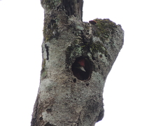 Campephilus robustus