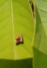 Choreutis