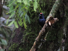 Tachyphonus coronatus