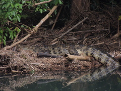 Caiman latirostris