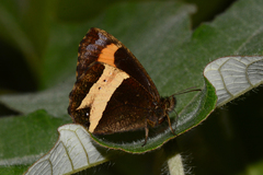 Pedaliodes peruda