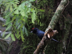 Tachyphonus coronatus