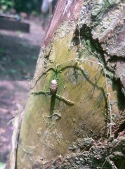 Rogadinae