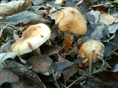 Cortinarius trivialis