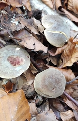 Xerocomus subtomentosus