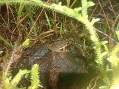 Fejervarya cancrivora