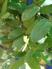 Lonicera japonica