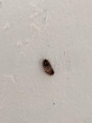 Dermestidae