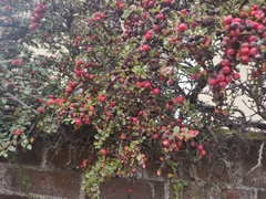Cotoneaster horizontalis