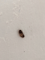 Dermestidae