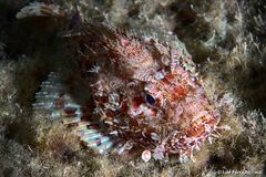 Scorpaena scrofa