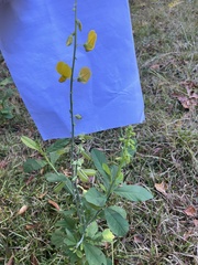 Crotalaria spectabilis