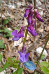 Lathyrus vernus