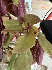 Coleus