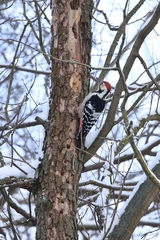 Dendrocopos leucotos