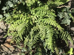 Asplenium foreziense