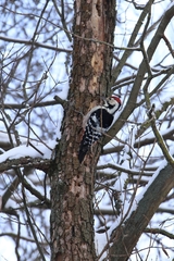 Dendrocopos leucotos