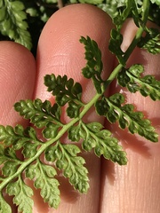 Asplenium foreziense