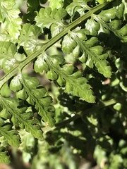 Asplenium foreziense