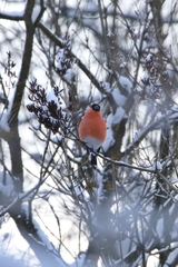 Pyrrhula pyrrhula