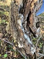 Steccherinum ochraceum