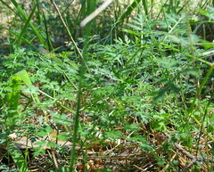 Peucedanum oreoselinum
